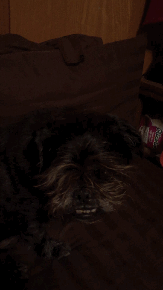 Trent GIF 1